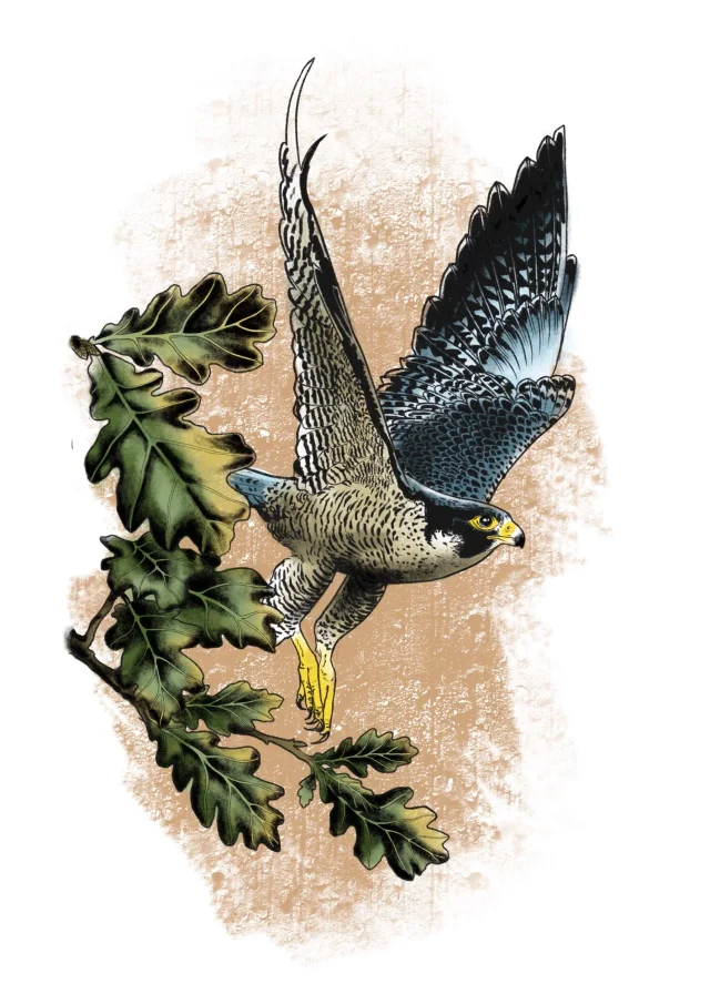 Ancient Oak Tattoo’s official hawk-and-oak promotional artwork